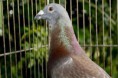 Pombo-correio se perde e para em Tibagi